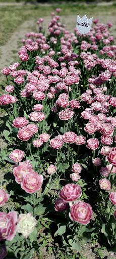 Pottery Store «De Klomp Wooden Shoe & Delftware Factory», reviews and photos, 12755 Quincy St, Holland, MI 49424, USA