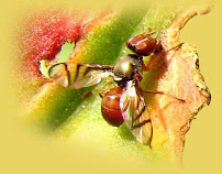 Morton Pest Control Inc - Photo 2 - Car repair in , Murrieta