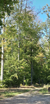 Carrefour de la Croix Vaubois à Lisors