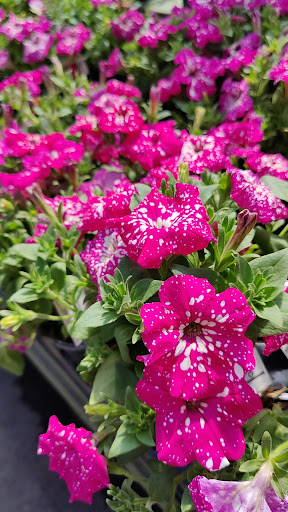 Garden Center «Pike Nurseries», reviews and photos, 6050 Bethelview Rd, Cumming, GA 30040, USA