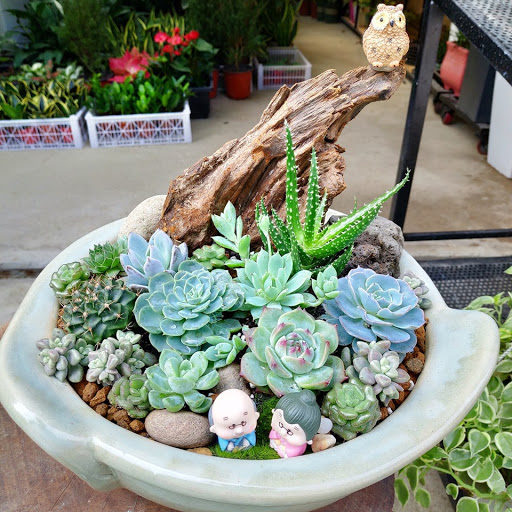 Top 20 cửa hàng cây kiểng Huyện Ba Vì Hà Nội 2022