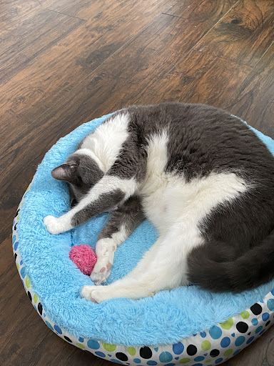 Pet Supply Store «PetSmart», reviews and photos, 2391 NJ-66, Ocean Township, NJ 07712, USA