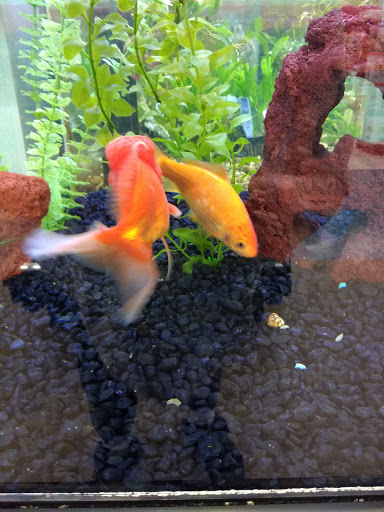 Pet Supply Store «Petco Animal Supplies», reviews and photos, 390 East 525 North, Harrisville, UT 84404, USA