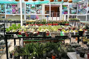 Green Thumb Plant Shop image