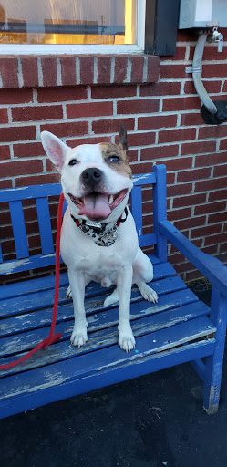 Ice Cream Shop «Owowcow Creamery», reviews and photos, 4105 Durham Rd, Ottsville, PA 18942, USA