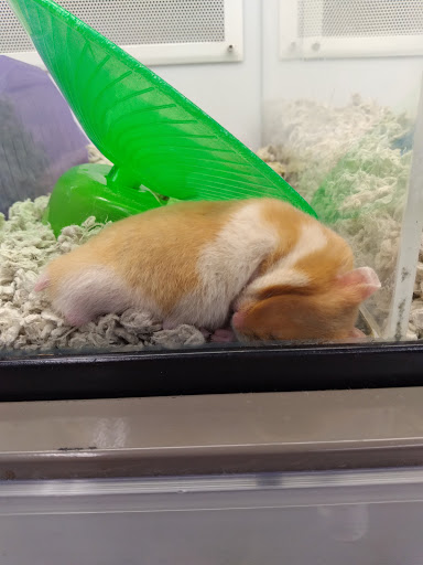 Pet Supply Store «Petco Animal Supplies», reviews and photos, 18578 Coastal Hwy #12, Rehoboth Beach, DE 19971, USA