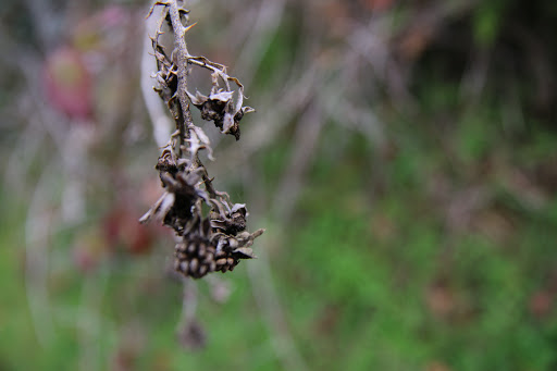 Park «Willamette Heights Park», reviews and photos, 508 Valley View, Springfield, OR 97477, USA