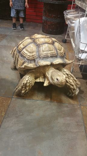 Pet Store «Pet Kingdom», reviews and photos, 4650 S Cleveland Ave, Fort Myers, FL 33907, USA