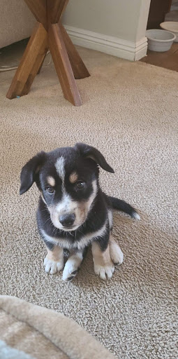 Pet Store «The Pet Stop», reviews and photos, 9128 E Foothill Blvd, Rancho Cucamonga, CA 91730, USA