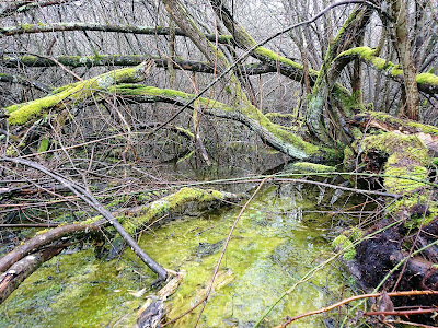 Sentier du Marais d'Andryes à Andryes