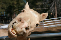 Truckee Tahoe Pets & Plants - Photo 4 - Car repair in , Roseville