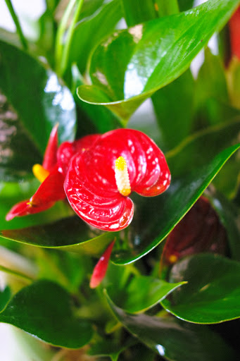 Florist «El Camino Florist», reviews and photos, 632 El Camino Real, South San Francisco, CA 94080, USA