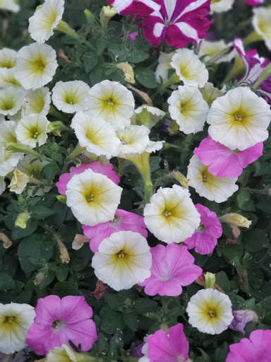 Tobacco Shop «Buffalo Tobacco Traders», reviews and photos, 952 Fulton St E, Grand Rapids, MI 49503, USA