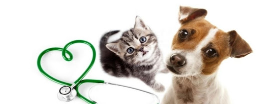 Pensioni per cani e dog hotel a Ambulatorio veterinario- Petshop & Toelettatura Il Bradipo