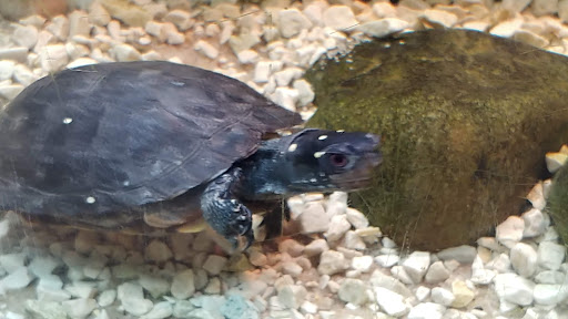 Aquarium «Cold Spring Harbor Fish Hatchery & Aquarium», reviews and photos, 1660 NY-25A, Cold Spring Harbor, NY 11724, USA