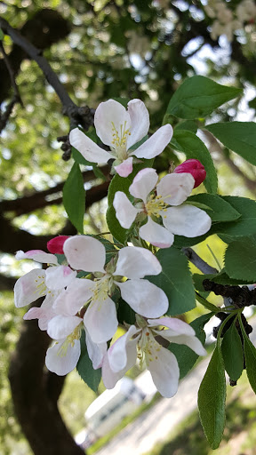 Memorial Park «General Grant National Memorial», reviews and photos, W 122nd St & Riverside Dr, New York, NY 10027, USA