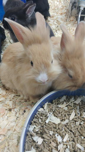 Pet Store «Pets Plus-Reptiles & Exotic», reviews and photos, 421 West Ave, Lockport, NY 14094, USA