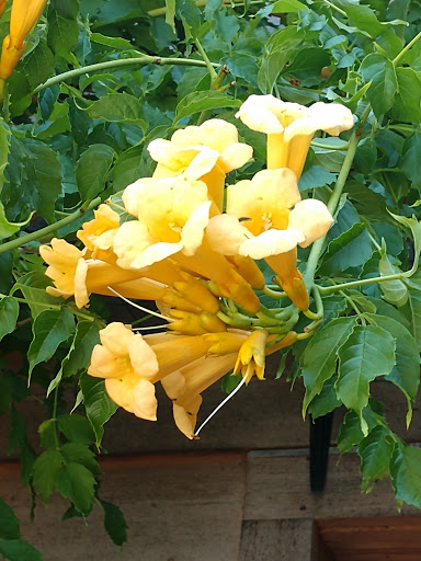 Vineyard «Olalla Vineyard & Winery», reviews and photos, 13176 Olalla Valley Rd SE, Olalla, WA 98359, USA