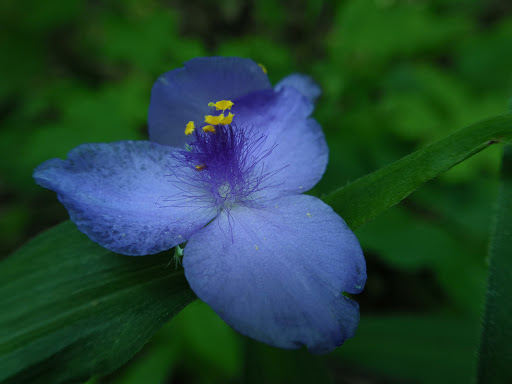 Park «Cherokee Park», reviews and photos, 745 Cochran Hill Rd, Louisville, KY 40206, USA