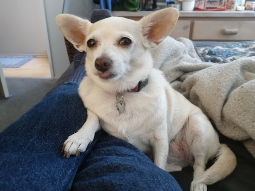 Pet Supply Store «Petco Animal Supplies», reviews and photos, 1298 W Granada Blvd #100, Ormond Beach, FL 32174, USA