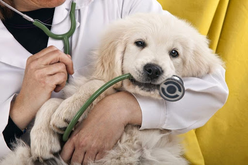 Americana Animal Hospital image