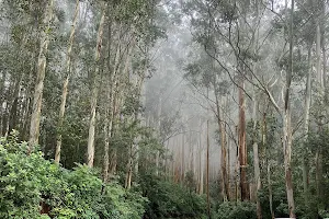 Eucalyptus Garden image