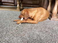 Blondie’s Buddies Fur-baby Sitting and More - Photo 3 - Car repair in , Minneapolis