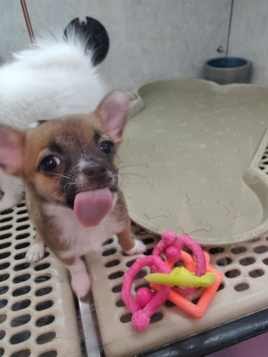 Pet Store «Pet City Pet Shops», reviews and photos, 750 Citadel Dr N # 2092, Colorado Springs, CO 80909, USA