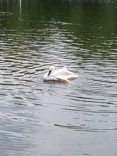 Zoo «Arctic Ring of Life», reviews and photos, 8450 W 10 Mile Rd, Royal Oak, MI 48067, USA