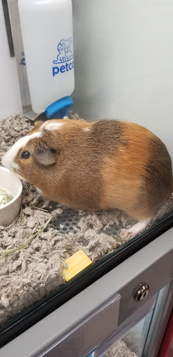 Pet Supply Store «Petco Animal Supplies», reviews and photos, 6612 Richmond Hwy, Alexandria, VA 22306, USA