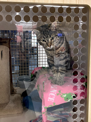 Pet Supply Store «Petco Animal Supplies», reviews and photos, 24001 Chagrin Blvd, Beachwood, OH 44122, USA