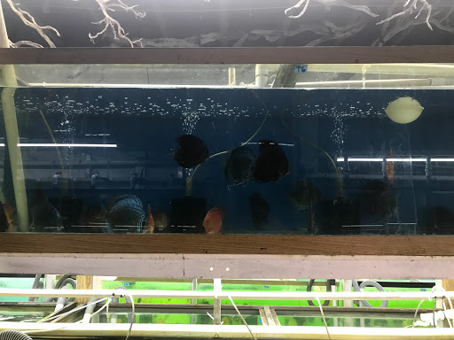 Tropical Fish Store «Jack Wattley Discus», reviews and photos, 6944 NE 4th Ave, Miami, FL 33138, USA