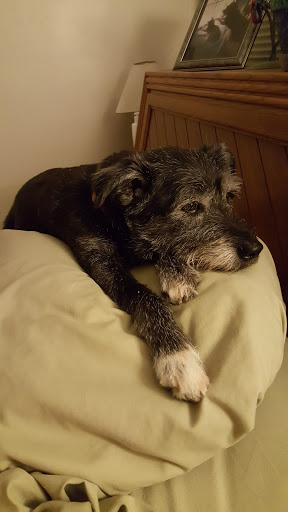 Pet Supply Store «Pet Supplies Plus», reviews and photos, 605 Grand Central Ave, Vienna, WV 26105, USA