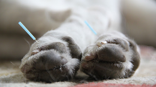 Asheville Animal Acupuncture image