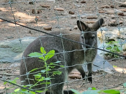 Zoo «Trevor Zoo at Millbrook School», reviews and photos, 282 Millbrook School Rd, Millbrook, NY 12545, USA