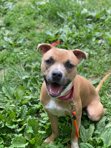 Animal Shelter «Coastal Humane Society», reviews and photos