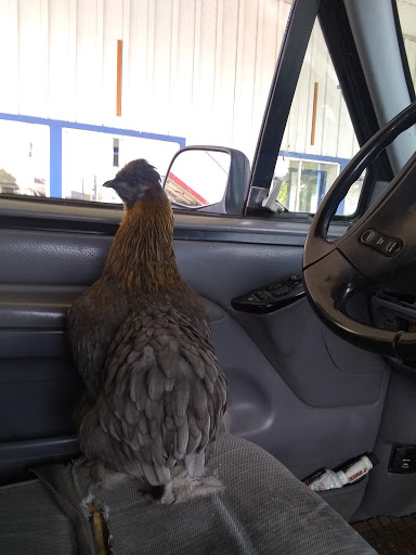 Ford Dealer «Ukiah Ford», reviews and photos, 1170 S State St, Ukiah, CA 95482, USA