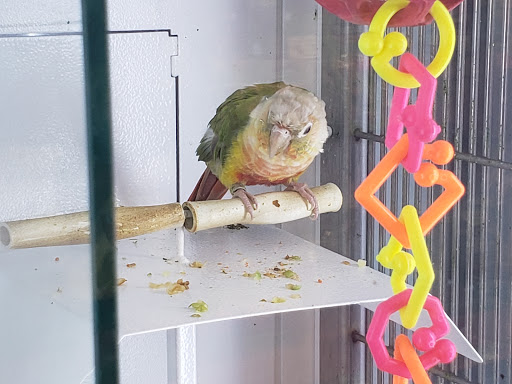 Pet Supply Store «Petco Animal Supplies», reviews and photos, 9078 SE Sunnyside Rd, Clackamas, OR 97015, USA