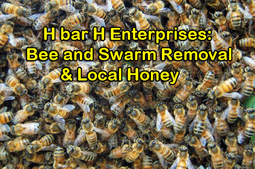 H bar H Enterprises: Bee and Swarm Removal & Local Honey