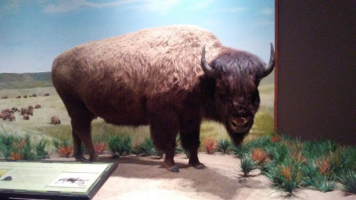 Museum «Texas Ranger Hall of Fame & Museum», reviews and photos, 100 Texas Ranger Trail, Waco, TX 76706, USA