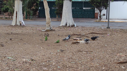 Módulo Deportivo San Pedro el Chico