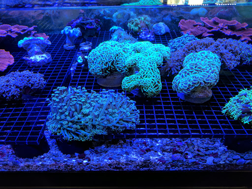 Tropical Fish Store «All Things Aquariums», reviews and photos, 30789 SW Boones Ferry Rd k, Wilsonville, OR 97070, USA