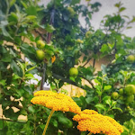 Photo n°2 de l'avis de Hilgefort.l fait le 10/07/2022 à 06:48 sur le  DIE KRONE à Kinding