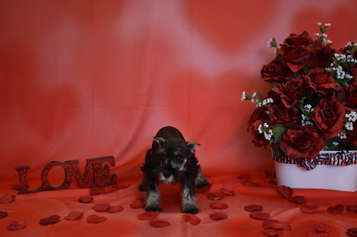 Pet Store «Puppy City», reviews and photos, 3343 Valley Pike, Winchester, VA 22602, USA