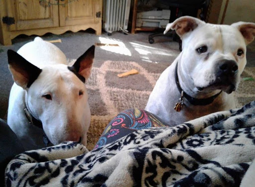 Pet Supply Store «Petco Animal Supplies», reviews and photos, 17132 W Colfax Ave, Golden, CO 80401, USA