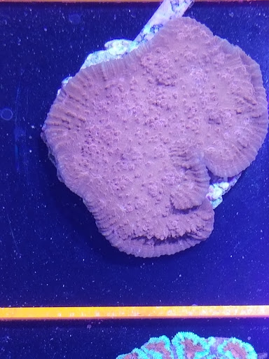 Pet Store «Hooked On Fish And Corals», reviews and photos, 2576 W 84th St, Hialeah, FL 33016, USA