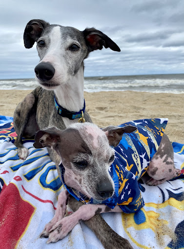 Pet Supply Store «Outer Barks - Water Front Shops», reviews and photos, 1240 Duck Rd, Duck, NC 27949, USA