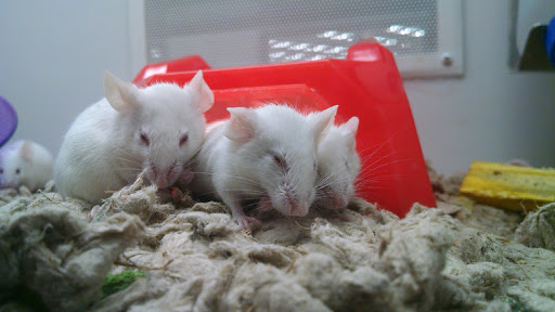 Pet Supply Store «Petco Animal Supplies», reviews and photos, 1049 S Willow St, Manchester, NH 03103, USA