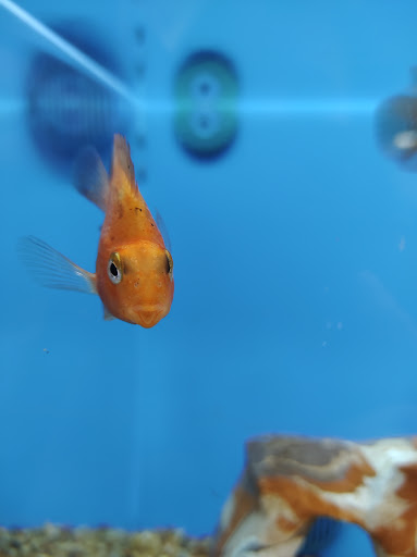 Pet Supply Store «PetSmart», reviews and photos, 98 Providence Hwy, East Walpole, MA 02032, USA