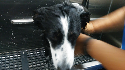 Pet Supply Store «Pet Supplies Plus», reviews and photos, 126 E Main St, Smithtown, NY 11787, USA